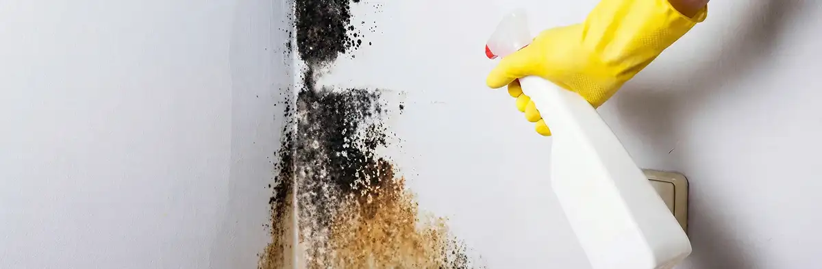visible mold growth on an interior wall being treated during mold removal service in Austin, TX